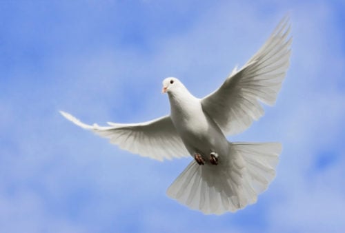 white dove flying in a blue sky to symbolize the Holy Spirit which is the third person of the trinity