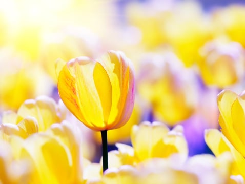 Yellow tulip flowers.