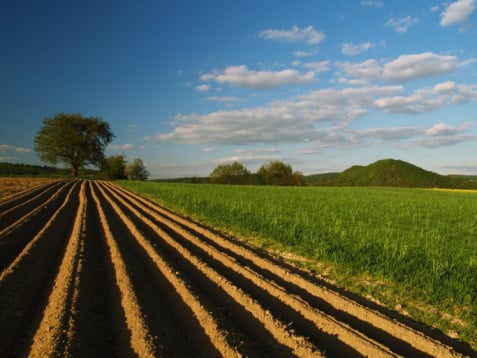 crop rows in dirt next to a green grass field