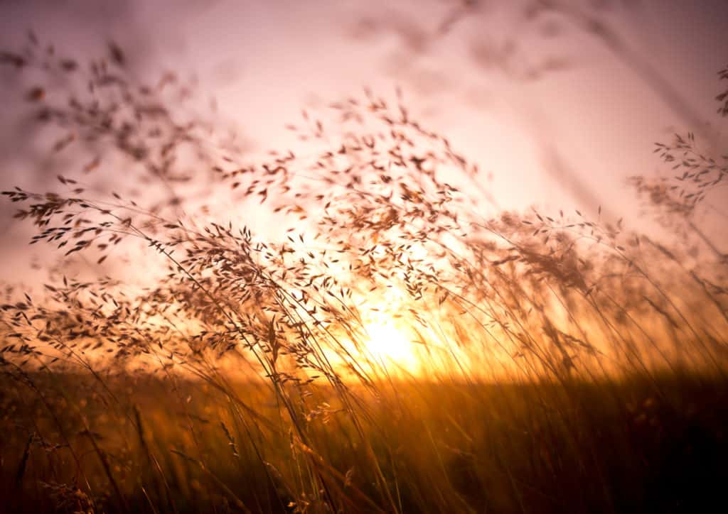 Grass with sunset