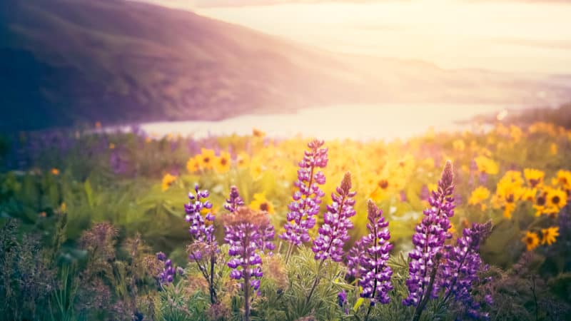 purple and yellow flowers in a meadow overlooking a lake