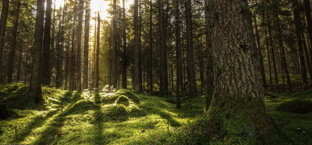 Forest landscape with sunbeams, mossy trees and stones.