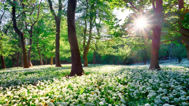 Sun in green forest with wild garlic