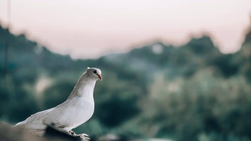 A dove