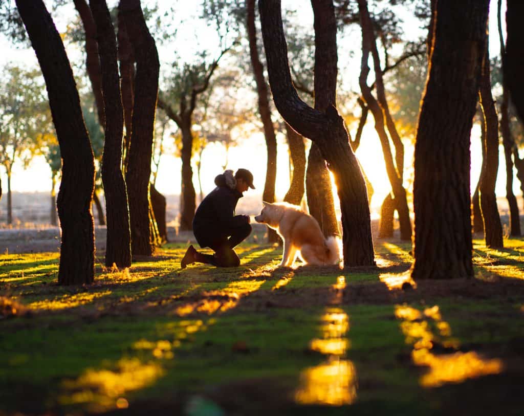 A man outside with his dog surrounded by trees with the setting sun shining through.