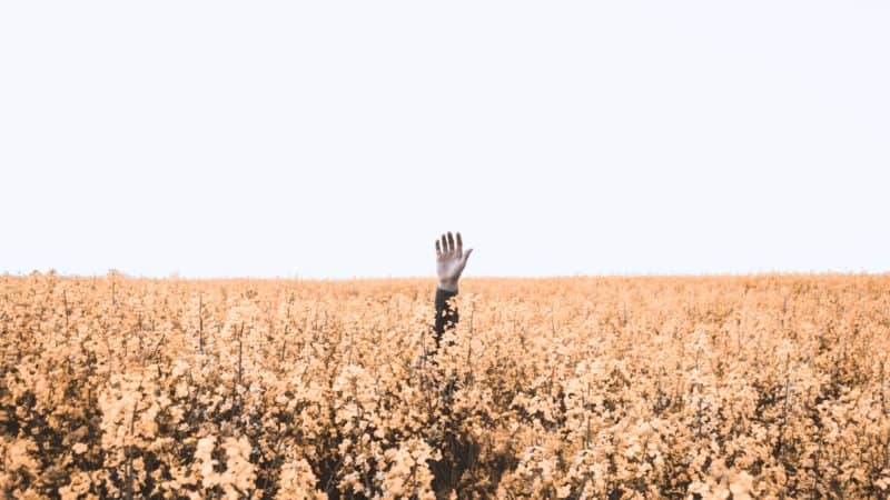 a hand reaching up out of a field of yellow flowers toward the sky asking for help to survive life