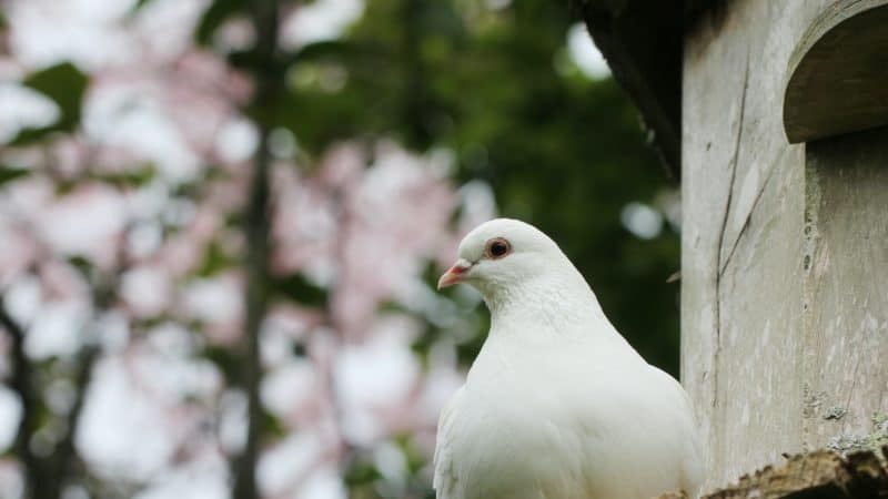 White dove perched with foliage behind. 