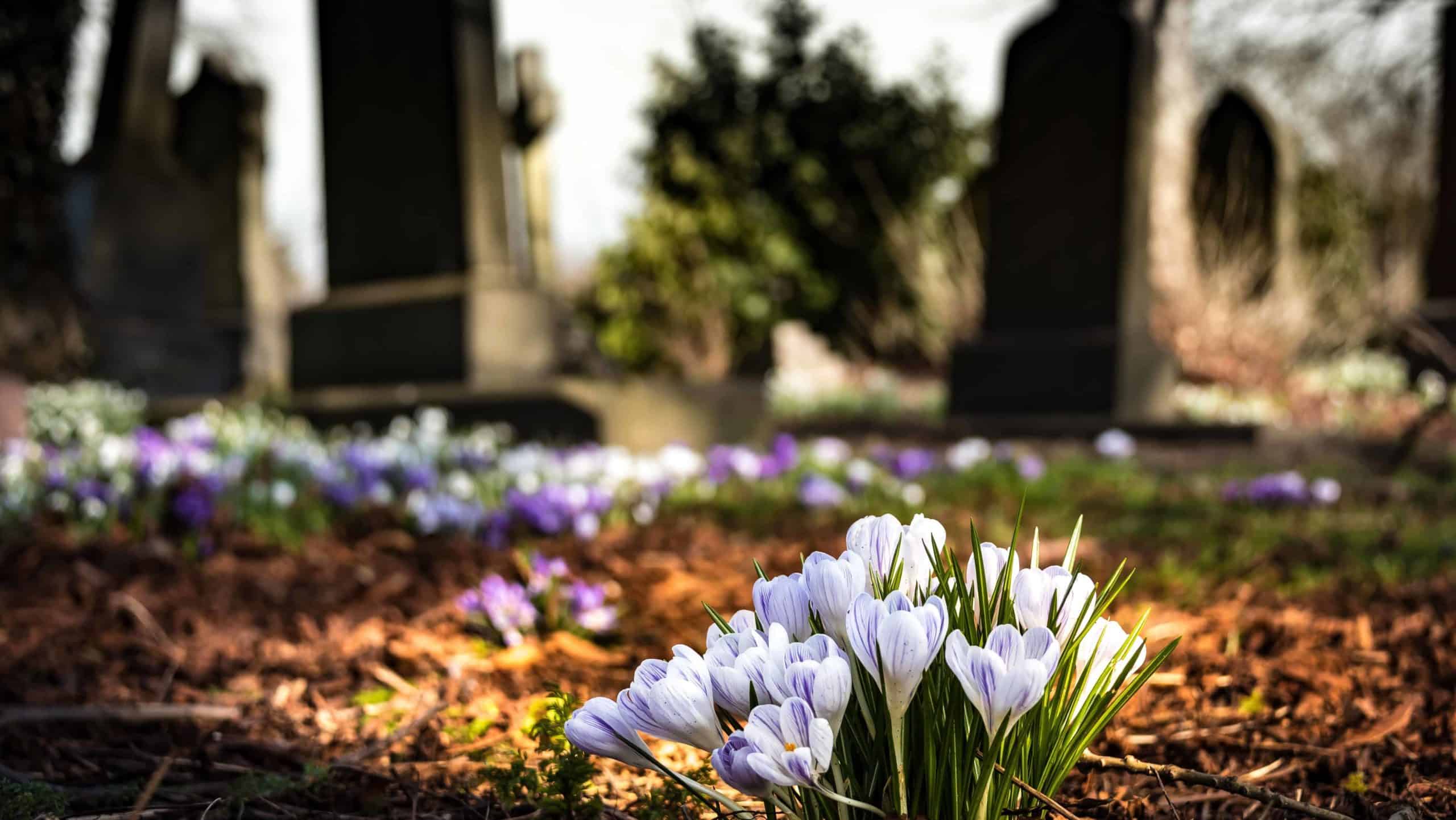 Flowers blooming with headstones in the background.