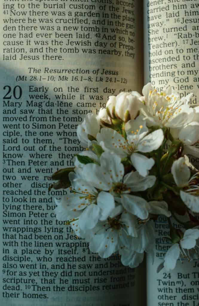 The Bible open to a passage on the Resurrection of Jesus with white flowers laying on the open pages.