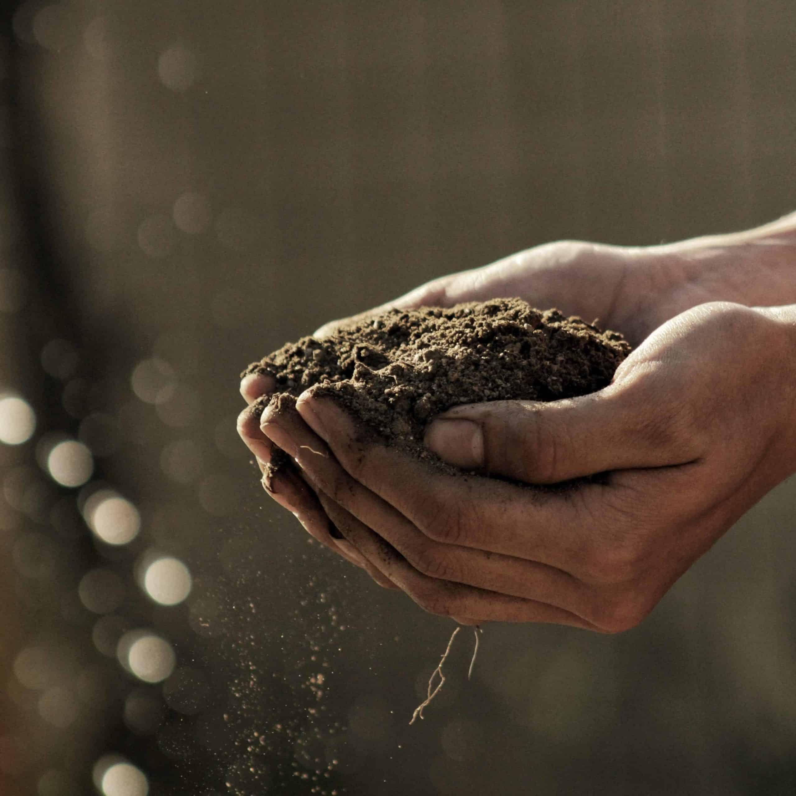 A close-up of hands holding dirt.