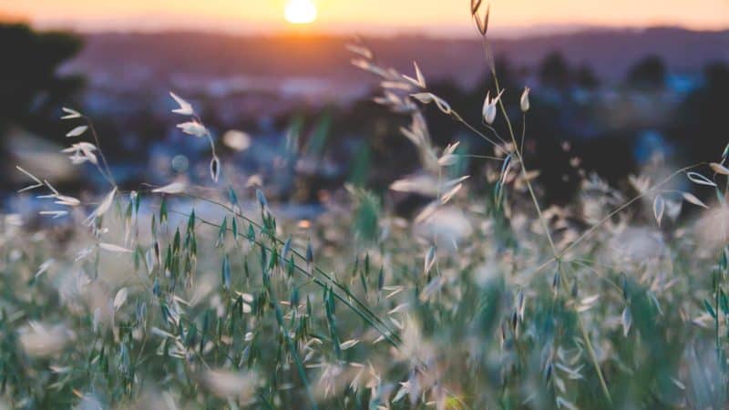 Close-up of field grasses with the sun setting in the background.