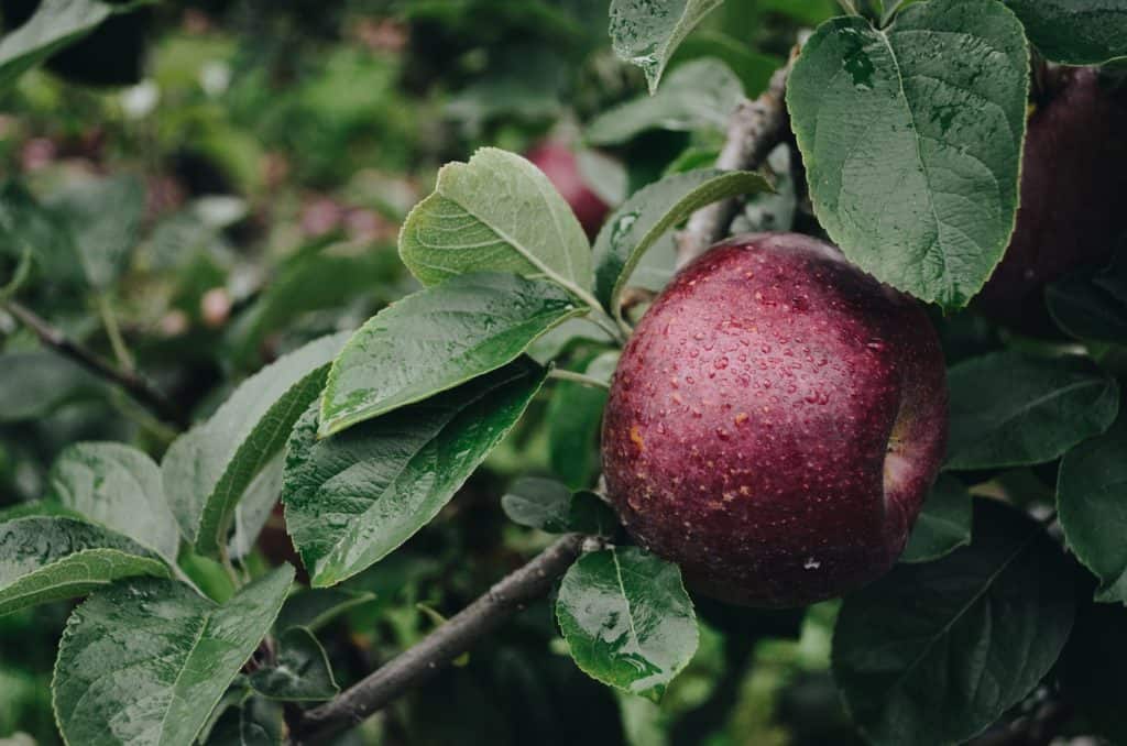 A close-up of a rained on apple in a tree.