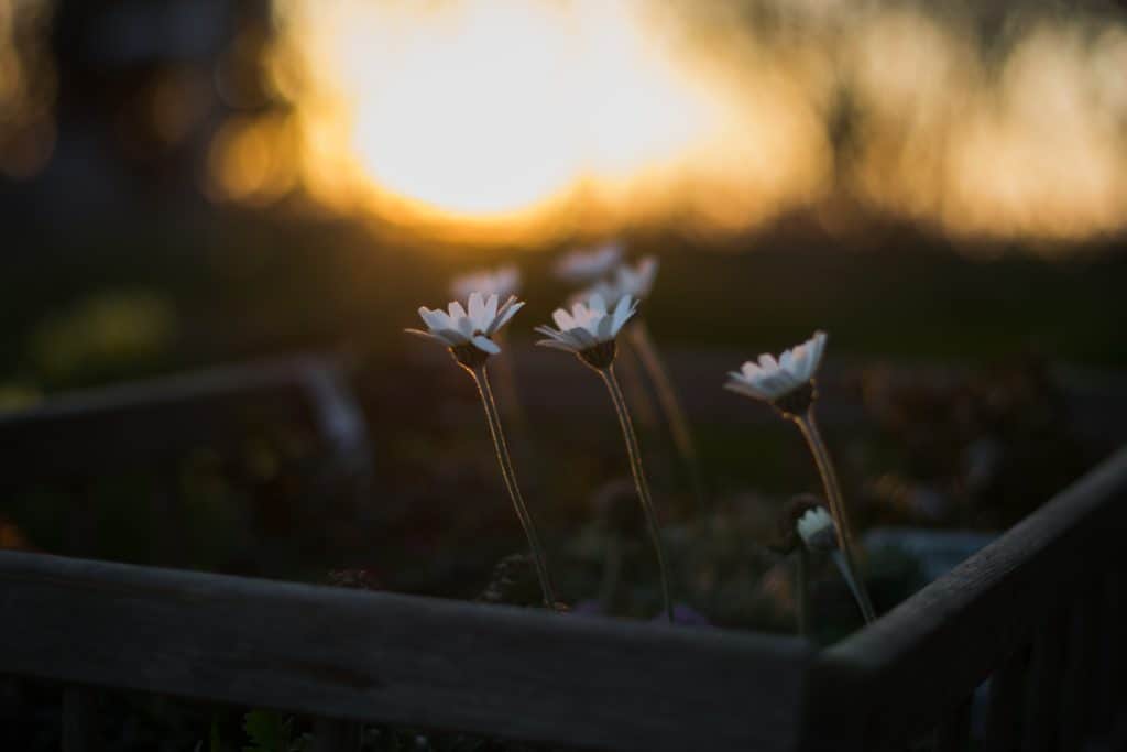 Small, white flowers with the setting sun behind them. 