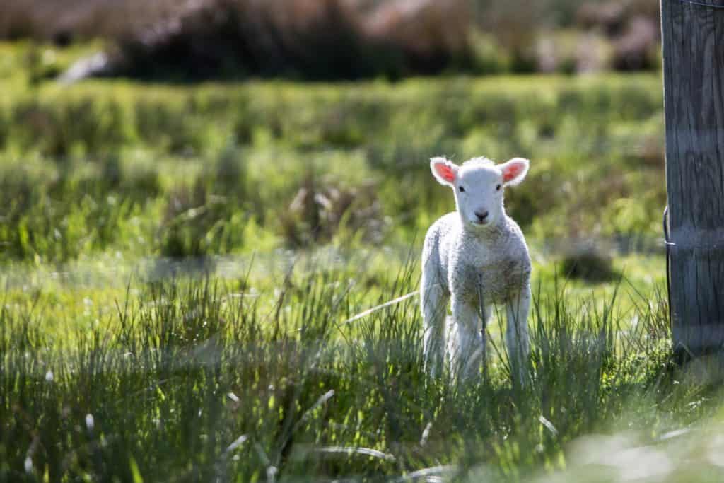 A small lamb in a field.