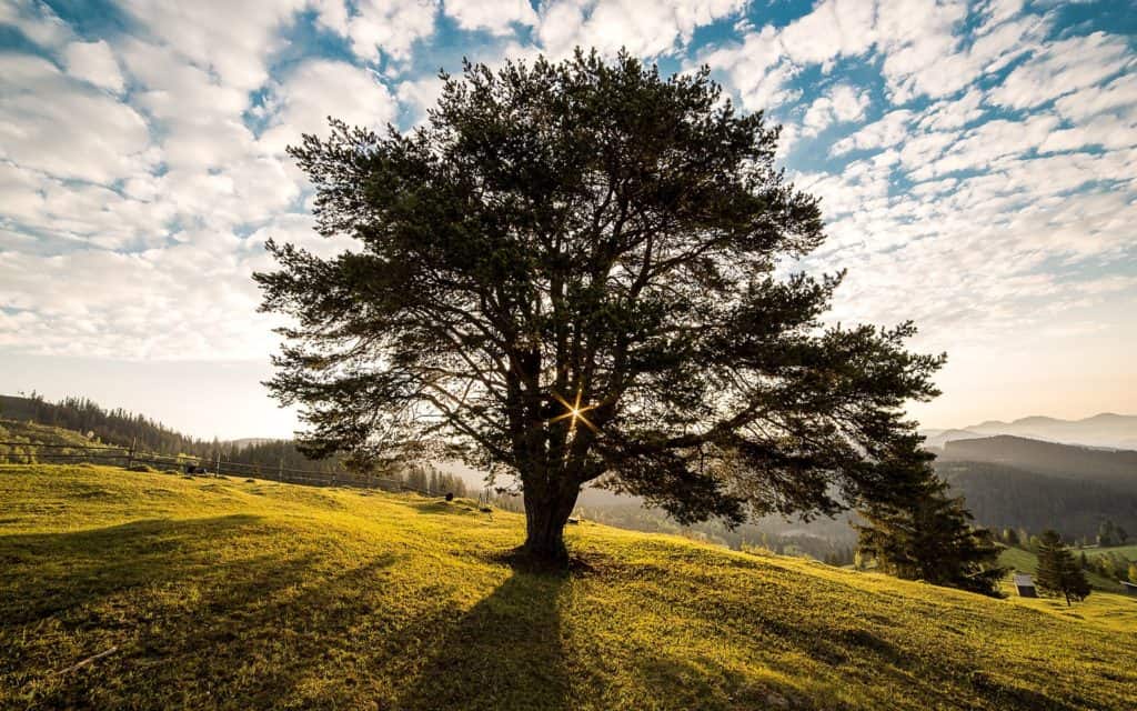 A large tree in a field with the sun shining through the branches.