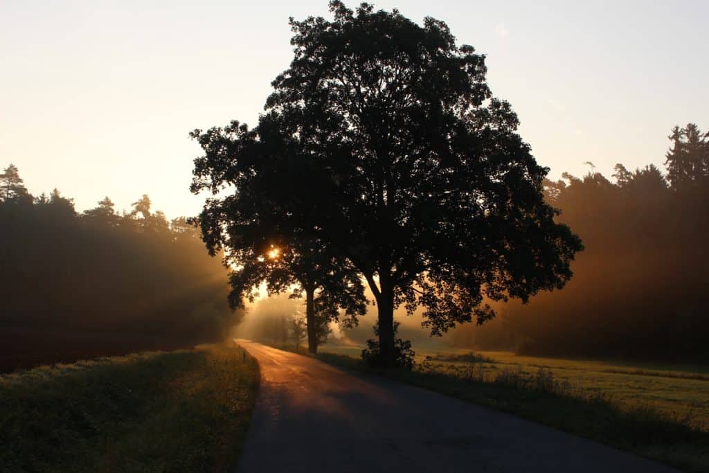 A tree with the sun setting behind it.