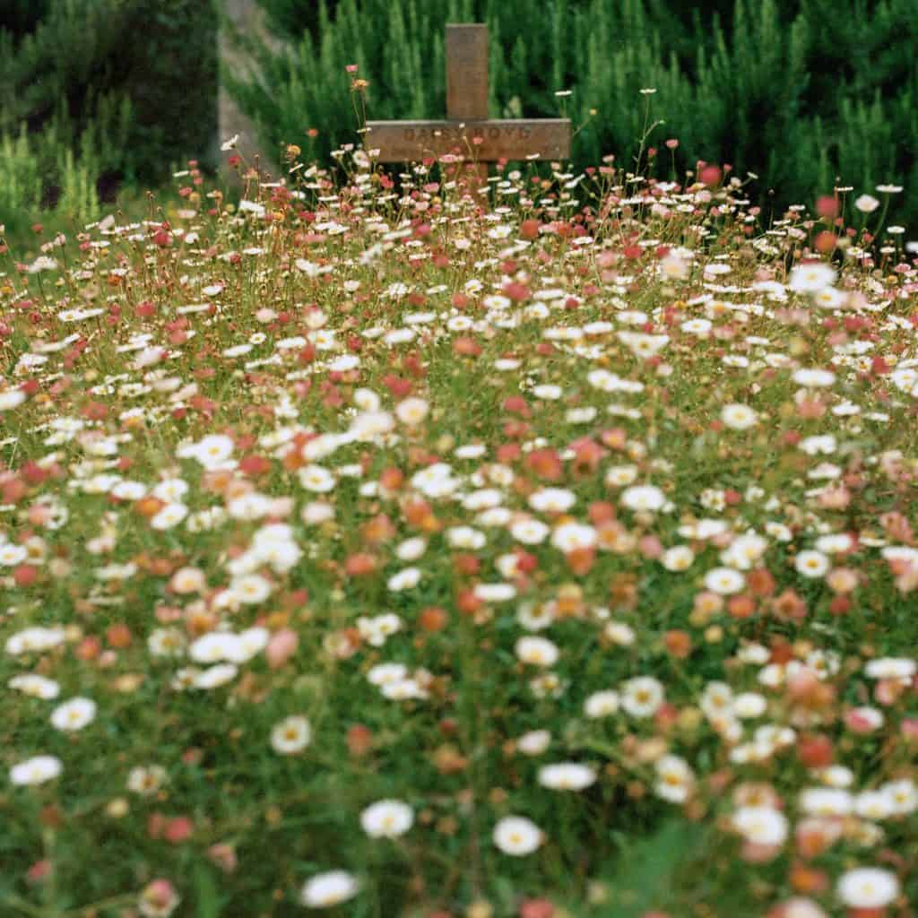 Wildflowers covering a grave.