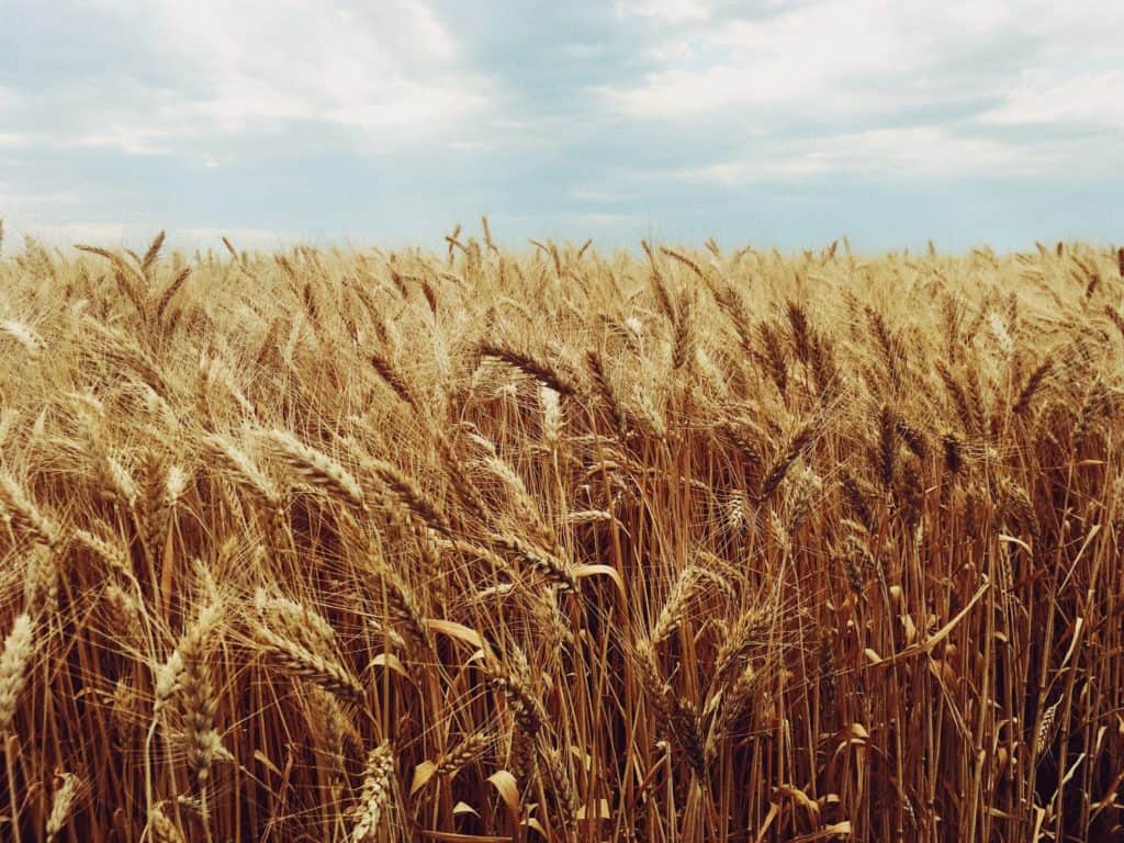 A wheat field.