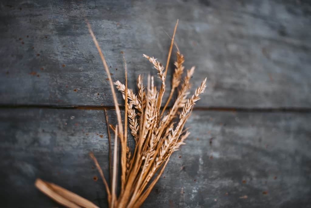 A bundle of wheat on a table.