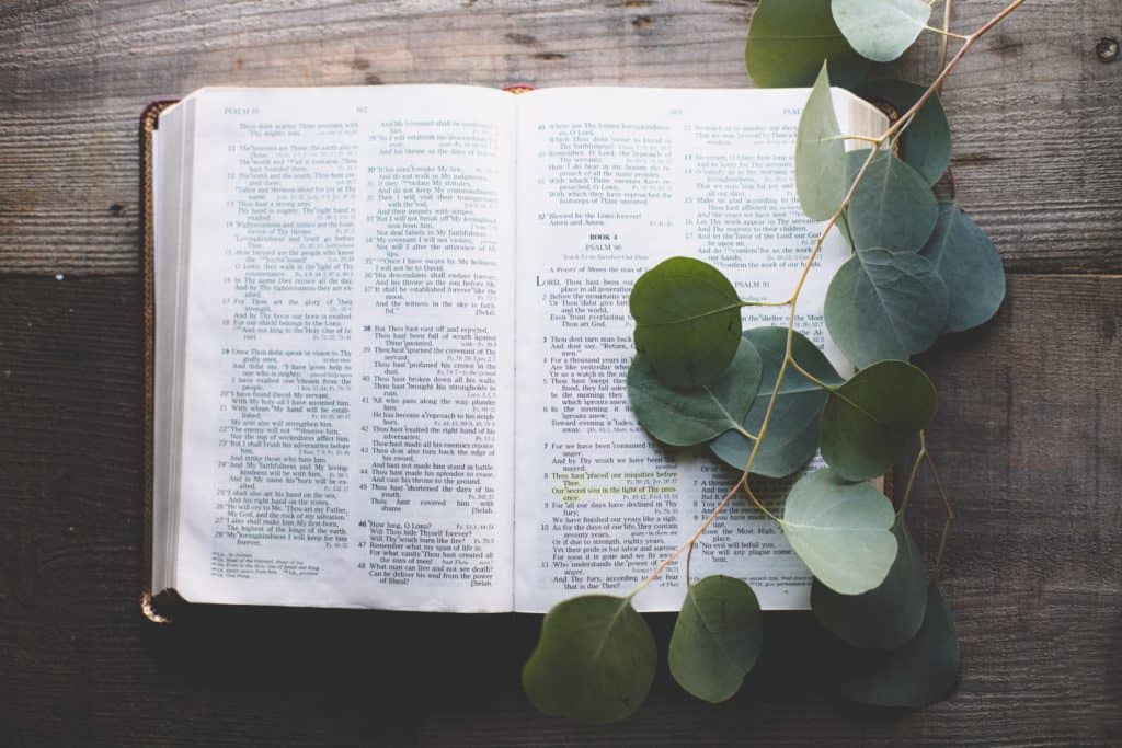 The Bible open on a wooden table with a branch over it.