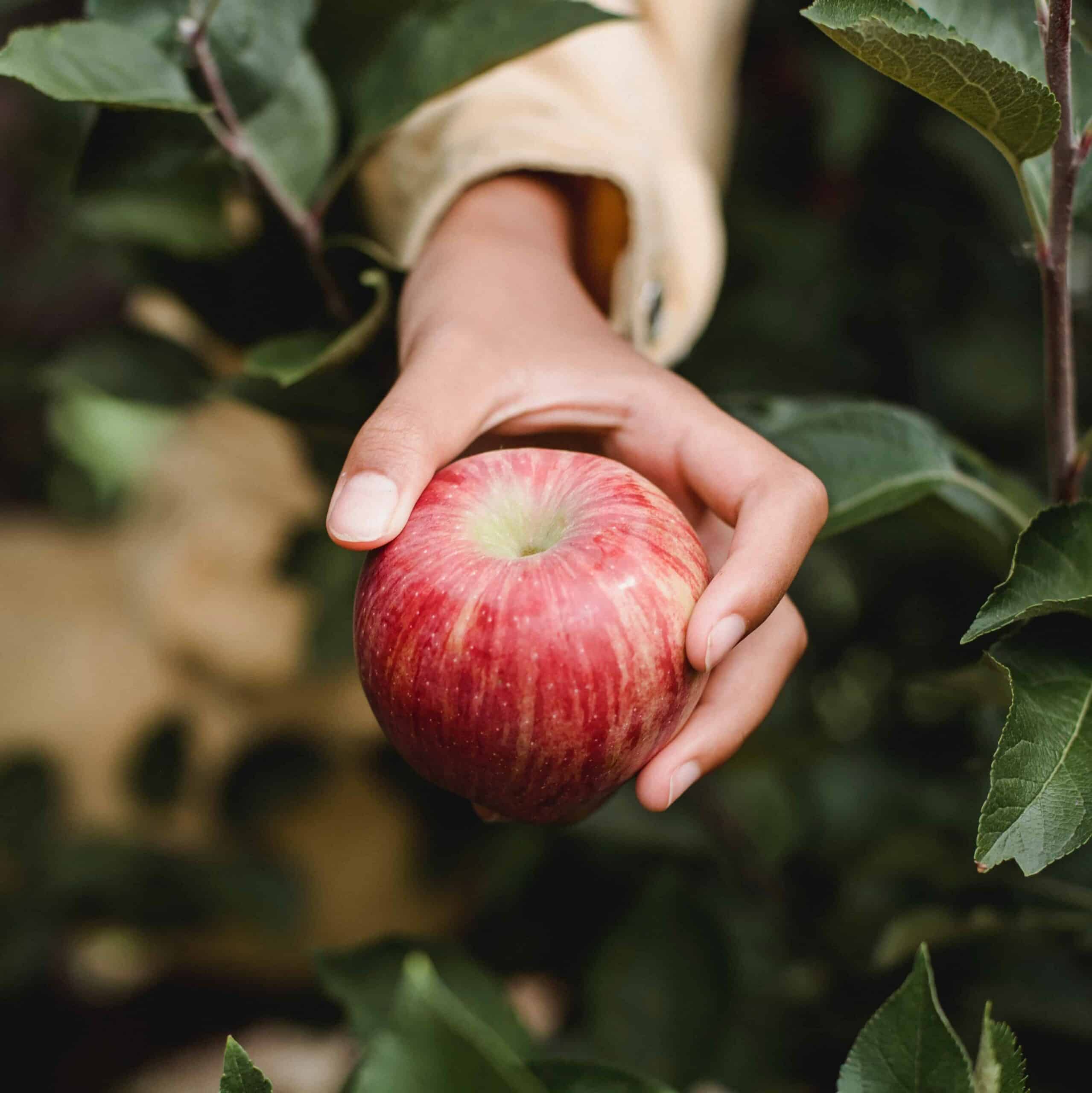 A hand reaching out to pick an apple.