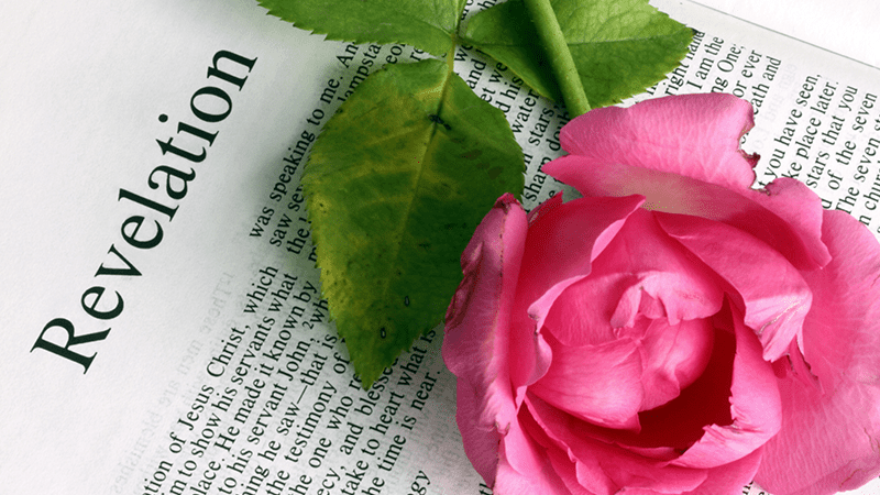 Pink rose laying on a bible opened to the first page of Revelation. 