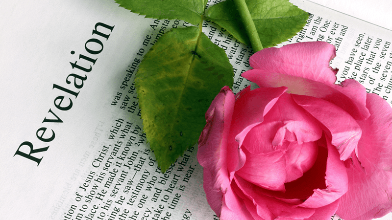 Pink rose laying on a bible opened to the first page of Revelation.