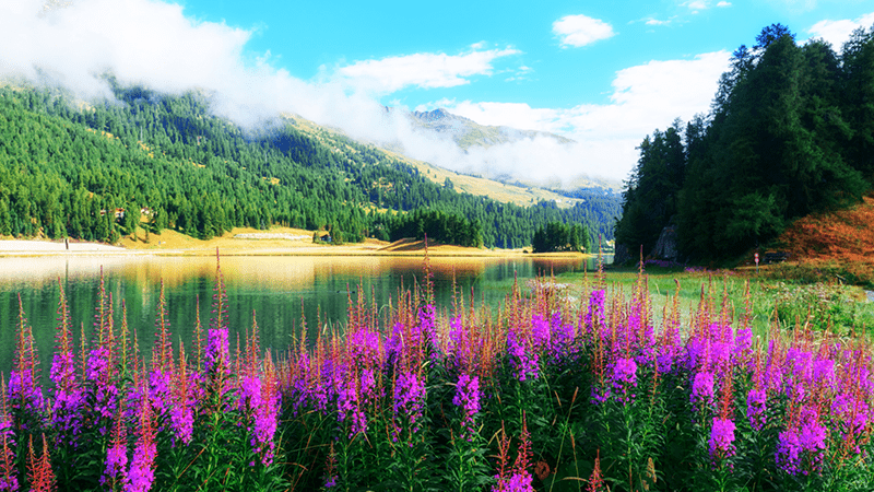 Bright photo of a landscape with hills and a gentle river flowing by bright purple flowers. 