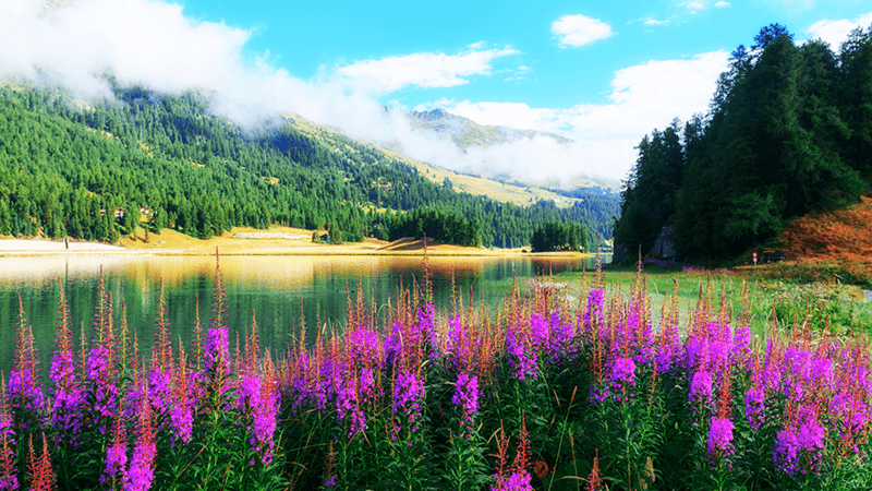 Bright photo of a landscape with hills and a gentle river flowing by bright purple flowers.