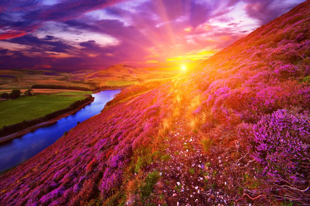 Bright sunset, view from the side of a hill coved in purple bush with a rive and fields off to the side. 