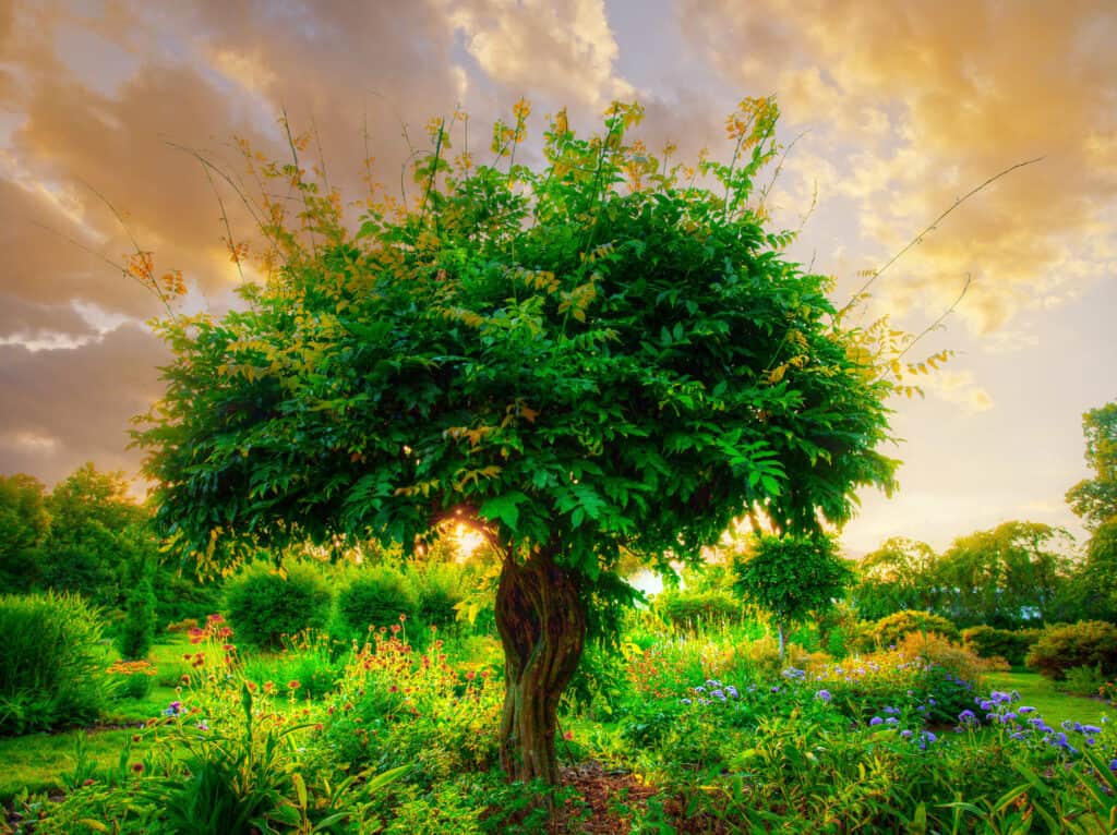 Beautiful garden full of trees and flowers.