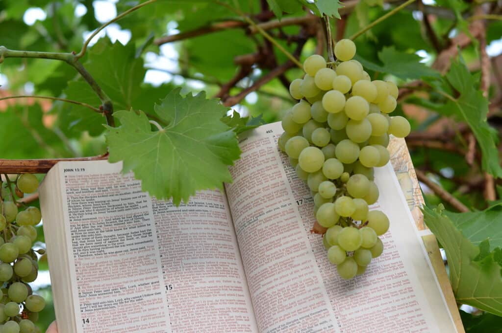 Bible open in a grape vine with grapes laying on the page. 