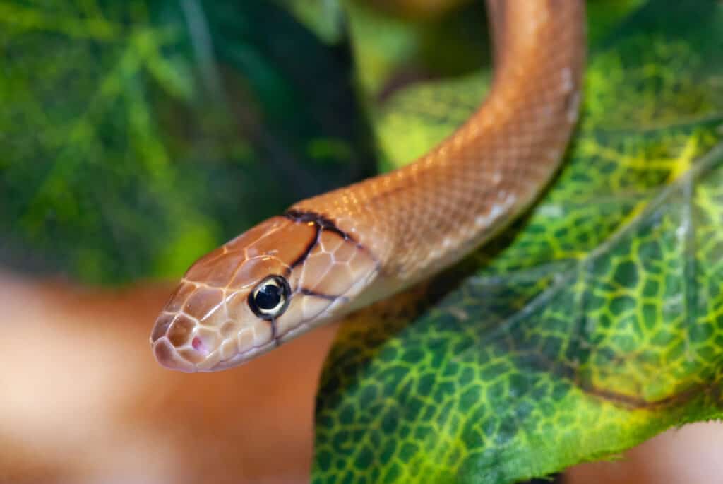 Satan disguised as a serpent in the garden talking to Eve.